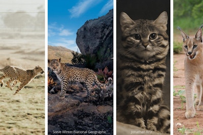 Cat Photos Cat Photos